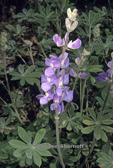 lupinus latifolius 1 graphic